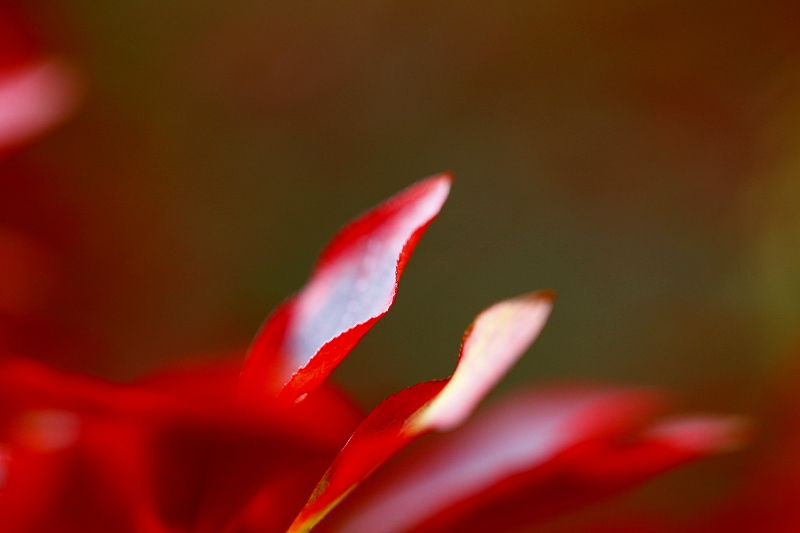 _MG_1607.jpg