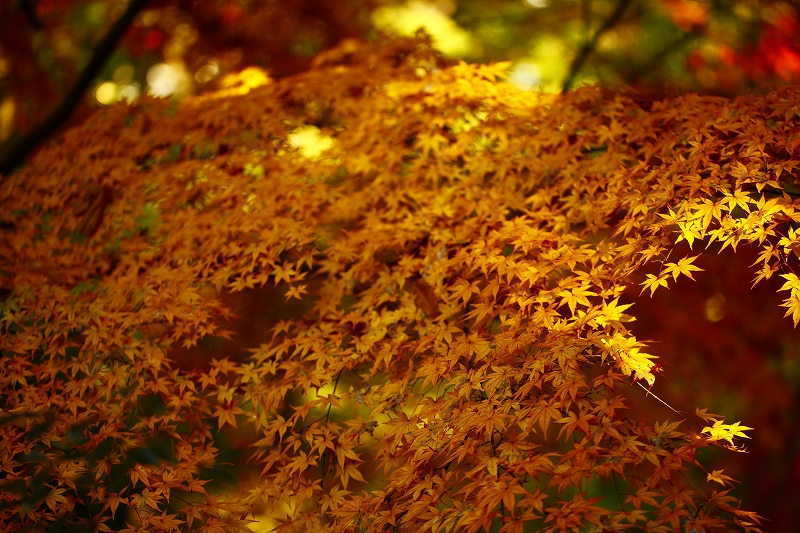_MG_1613.jpg