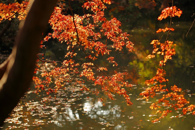_MG_1621.jpg