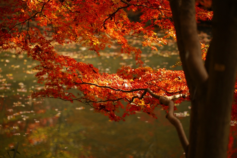 _MG_1627.jpg