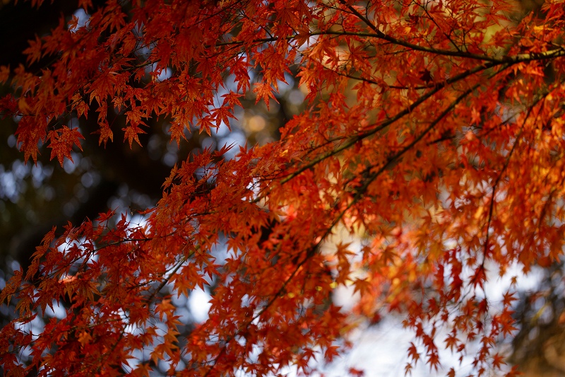 _MG_1629.jpg