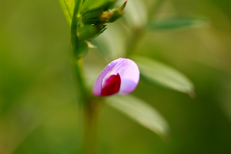 _MG_3012.jpg