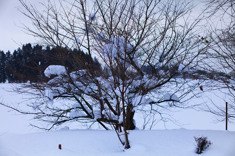 _MG_8047.jpg