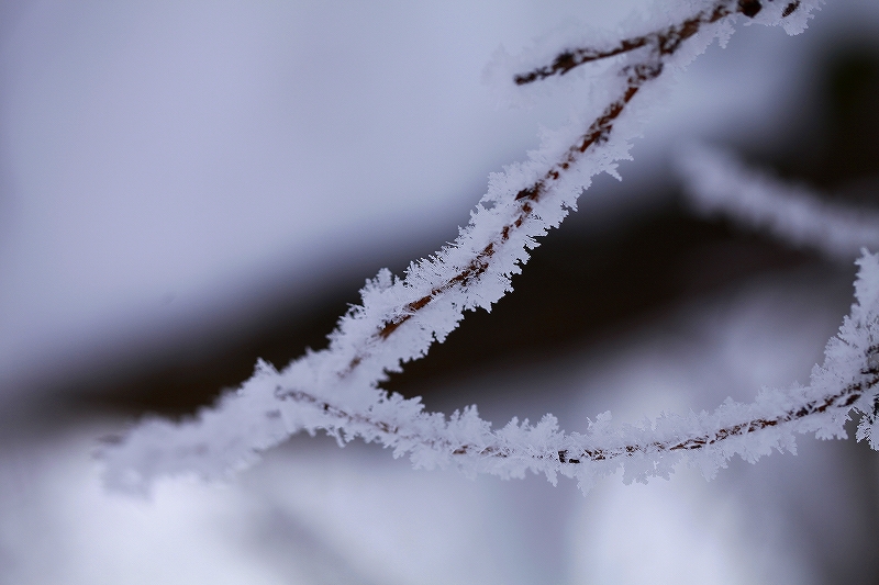 _MG_8078.jpg