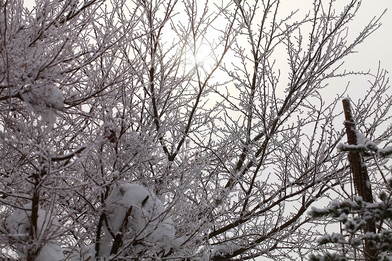 _MG_8126.jpg