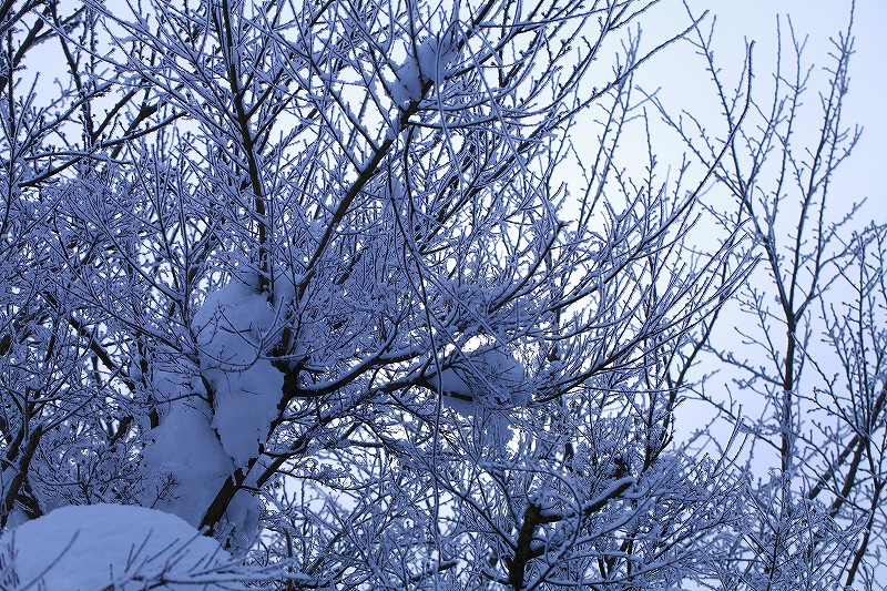_MG_8129.jpg
