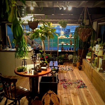 植物エアープランツサボテン