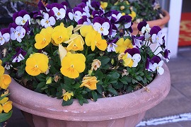 お店のお花