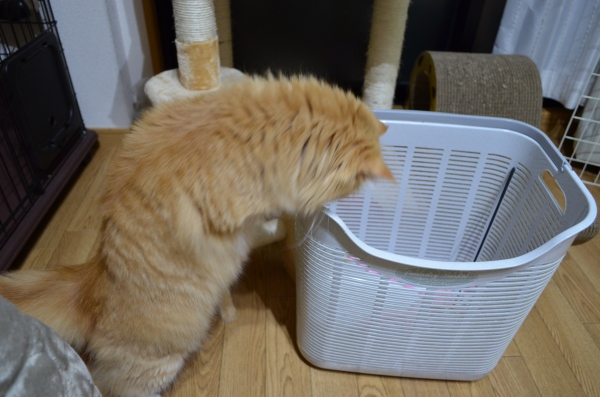 DSC_0538.JPG