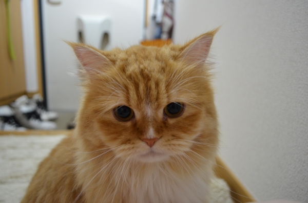 DSC_0985.JPG