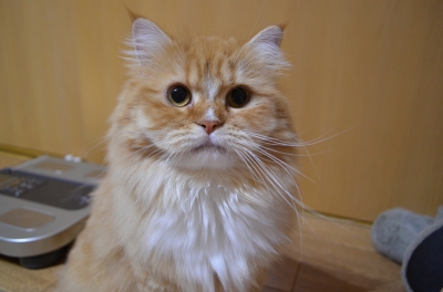 DSC_1117.JPG