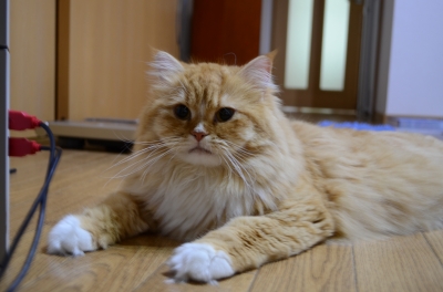 DSC_1198.JPG