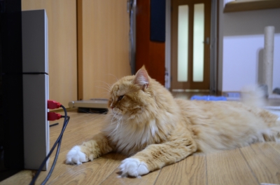 DSC_1195.JPG