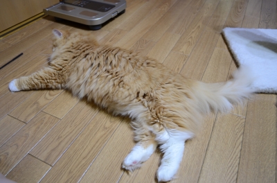DSC_1185.JPG