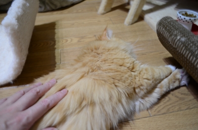 DSC_1181.JPG