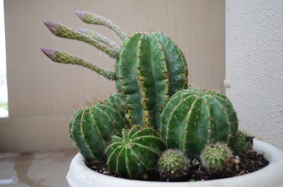 DSC_1266.JPG