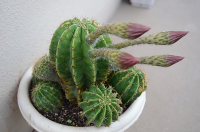 DSC_1267.JPG