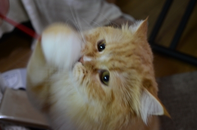 DSC_1388.JPG