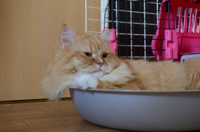 DSC_1776.JPG