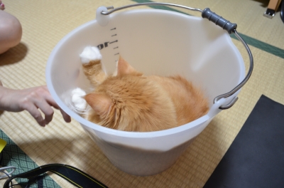 DSC_2253.JPG