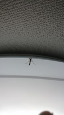 DSC_0487.jpg