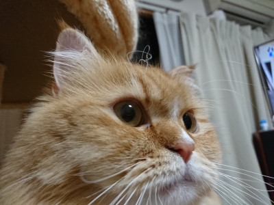 DSC_1301.jpg