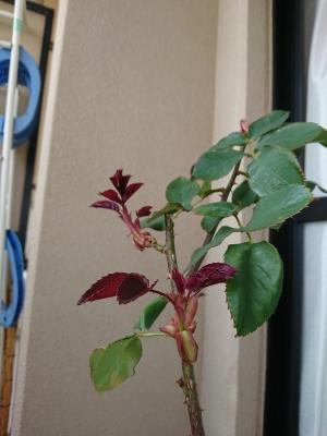 DSC_1813.jpg