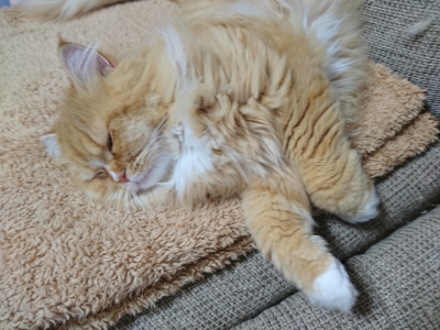 DSC_0047.jpg