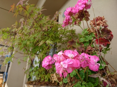 DSC_0147.jpg