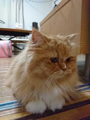 DSC_0428.jpg