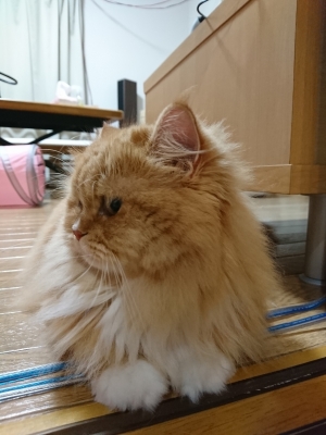 DSC_0427.jpg