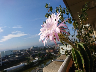 DSC_0132.jpg
