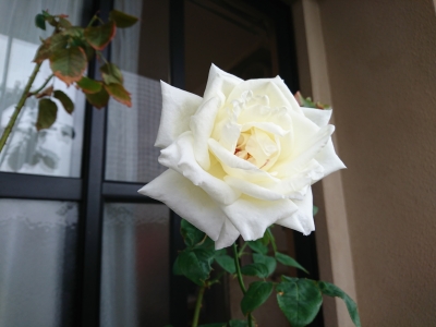 DSC_0185(1).jpg