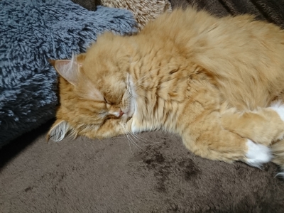 DSC_0342.jpg