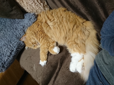 DSC_0335.jpg