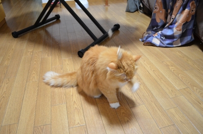 NIK_3368.JPG