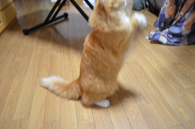 NIK_3363.JPG