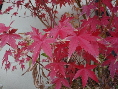 DSC_0592.jpg