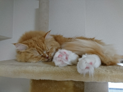 DSC_0827.jpg