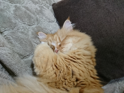DSC_1514.jpg