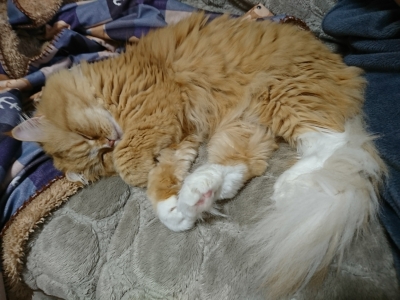 DSC_1585.jpg
