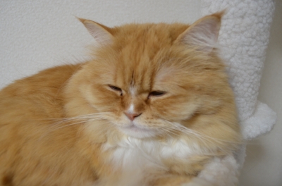 DSC_3689.JPG