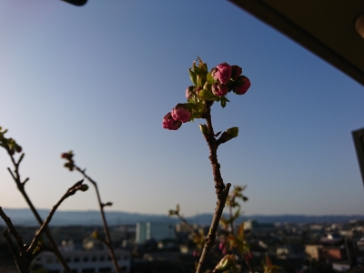 DSC_1833.jpg