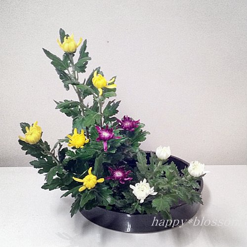 20140903 菊三種 色彩様式 | happy*blossom.blog