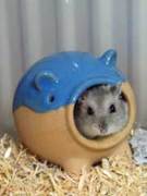 手毬くん.jpg