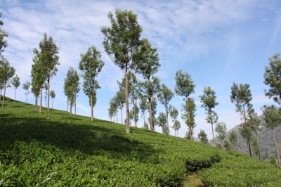 Munnar.JPG