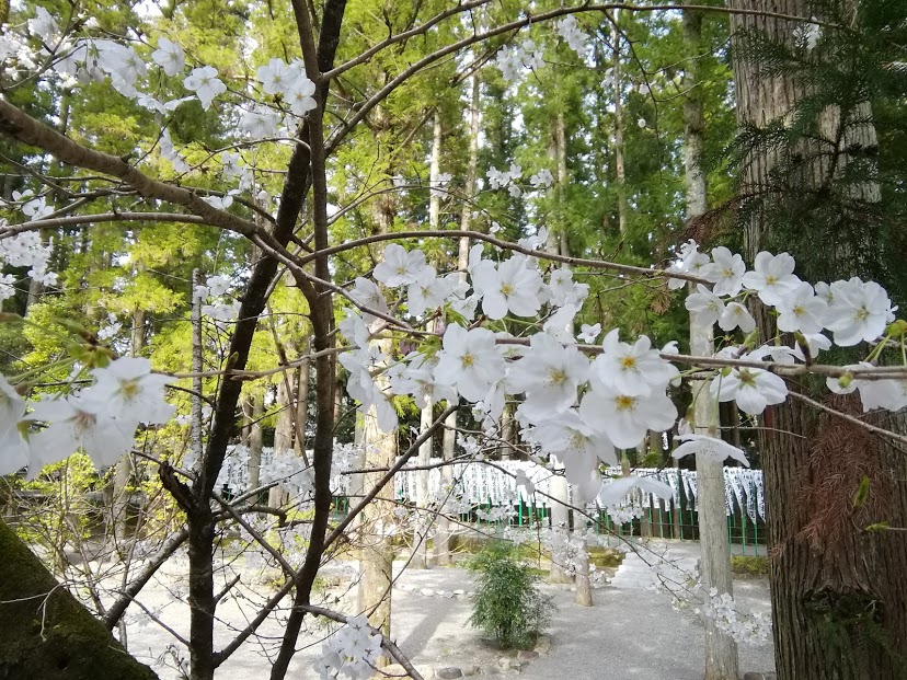 桜8.jpg