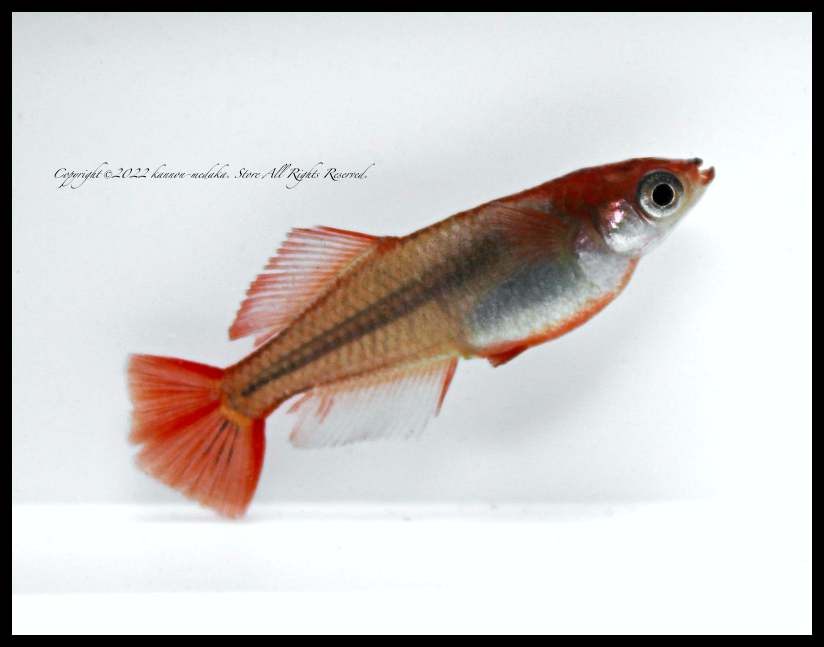 りゅうっこ　４点　おまとめ価格 楽天市場】恐竜 おもちゃ 車 恐竜トラック車 変形 分解 知育玩具