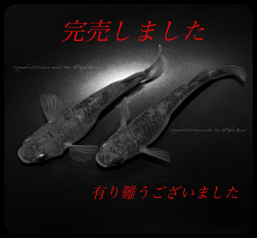 観音めだかのお店 観音めだかのお店
