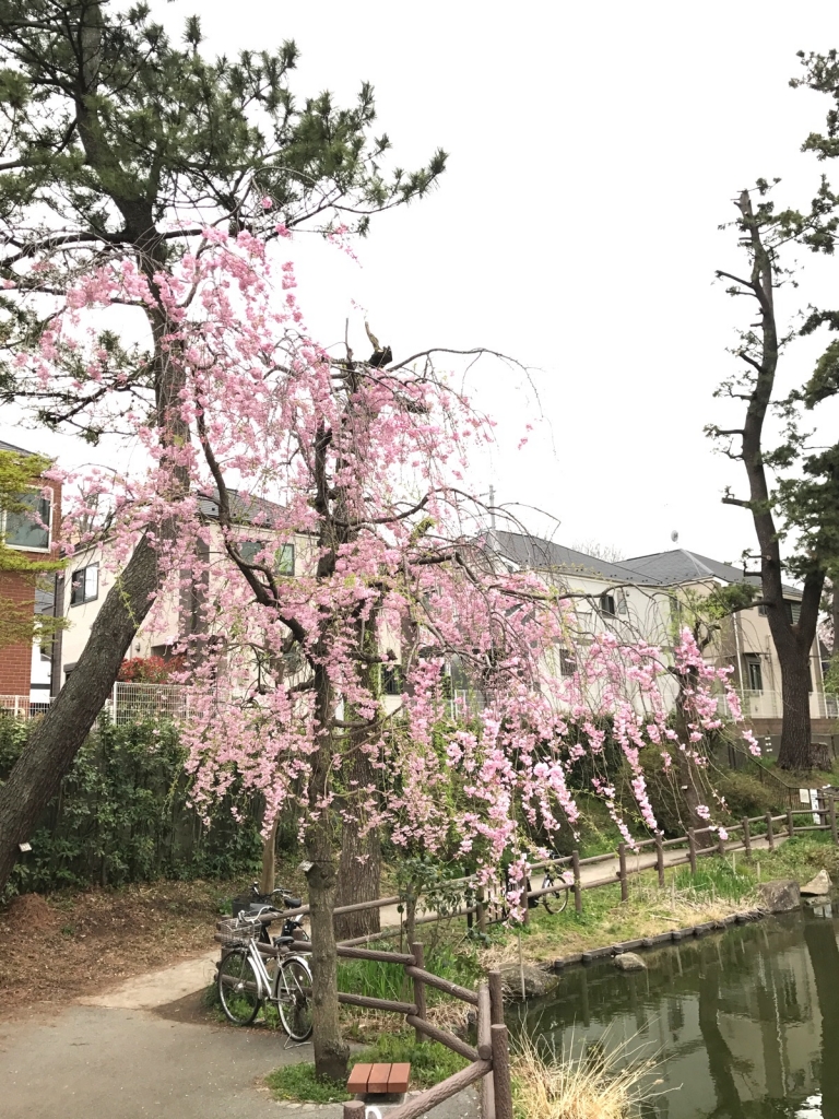 篠原園地の桜 蘭に学ぶ